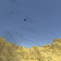 Toucan Shooter